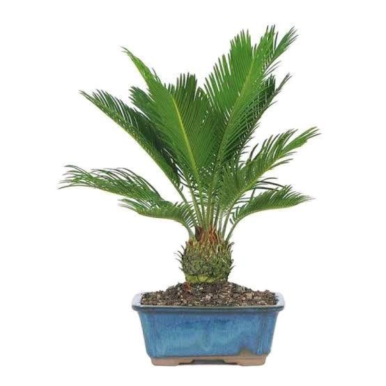 SM- Tanaman Hias Sikas Ukuran Kecil - Sikas - Pakis Haji - Paku Haji - Pohon Sikas