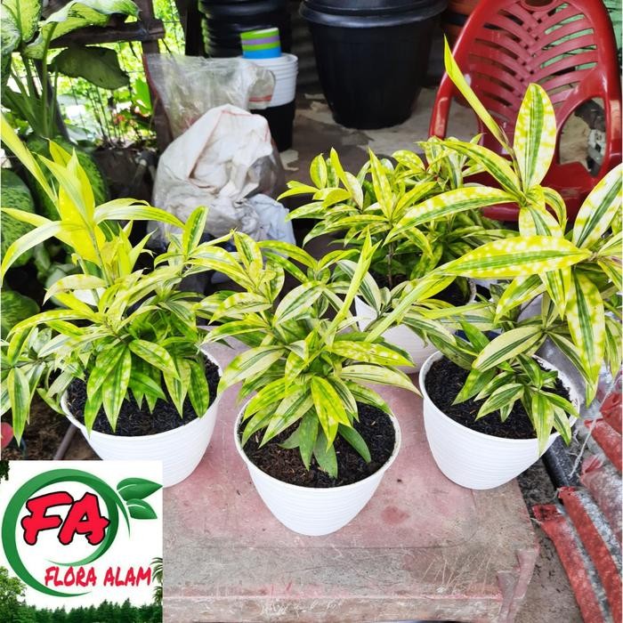 SM- Tanaman Hias Dracena/Bambu Kuning Mini + Pot