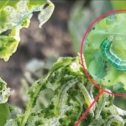 Jlterang Obat Tanaman Curacon Anti Hama 100 Ml Ada Juga 500 Ml