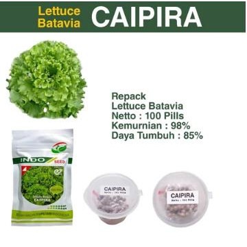 STOK TERBATAS selada caipira - selada batavia - batavia lettuce - indoseed