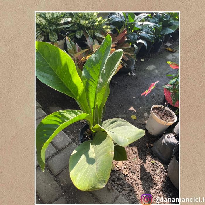 tanaman Anthurium Jemani besar real picture real surabaya