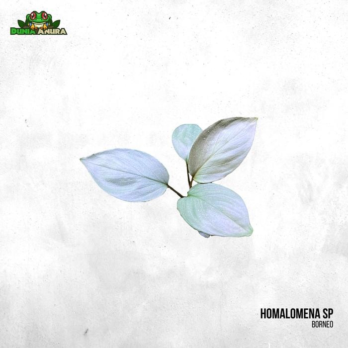 Tanaman Vivarium Homalomena Sp Silver