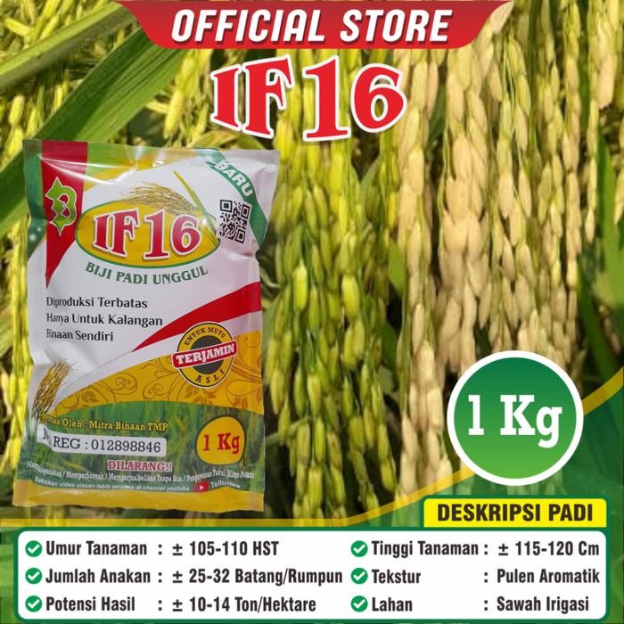 Padi If 16 / Biji Padi If 16 Kemasan 1 Kilogram