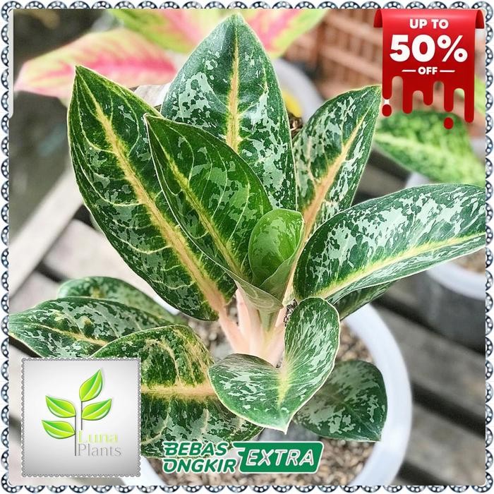 Aglonema gajah mada - Tanaman hias aglonema gajah mada