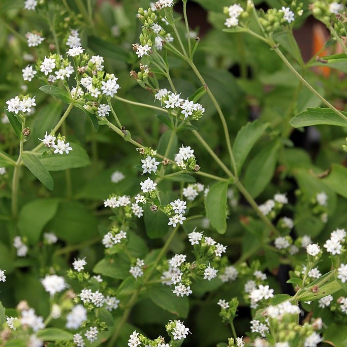 Terlaris - 10 Bibit Benih Stevia