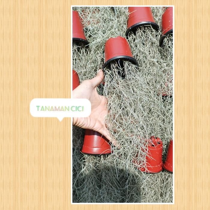 ID TANAMAN HIAS JANGGUT MUSA