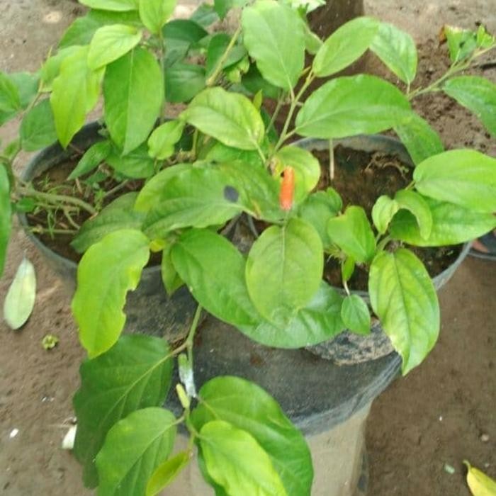 Bibit Cabai Jawa/ Bibit Cabe Jawa/ Cabe Puyang