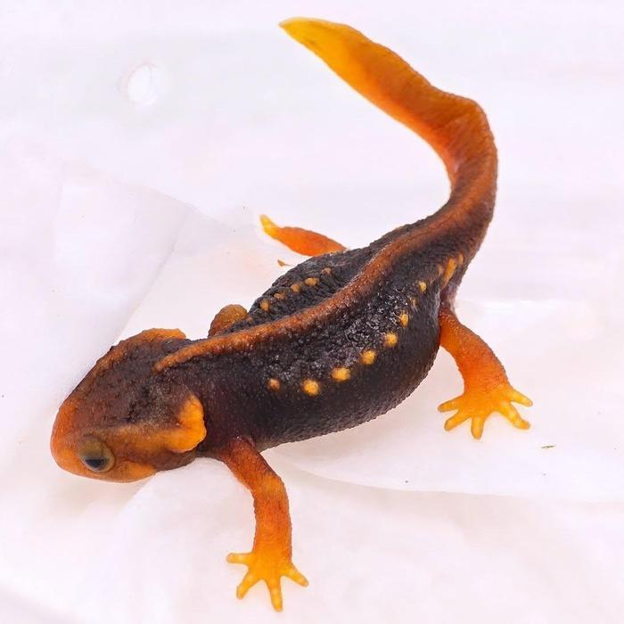 Himalayan Crocodile Newt Salamander Kadal Air