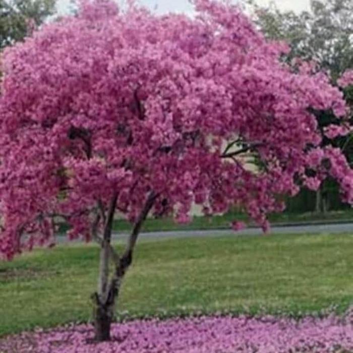 SALE  Bibit tanaman hias tabebuya bunga pink - pohon tabebuya bunga sakura ORIGINAL