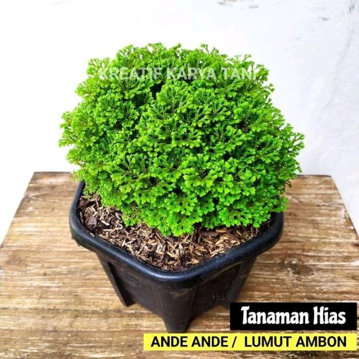Tanaman Hias Lumut Ambon Ande Ande Ambon Indoor Plant Lumut Cakar Ayam Rimbun