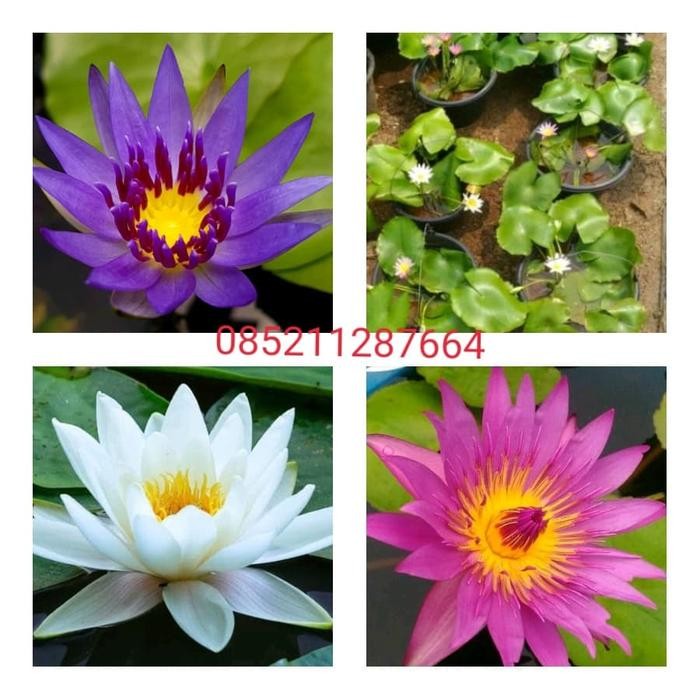 

tanaman teratai/tanaman