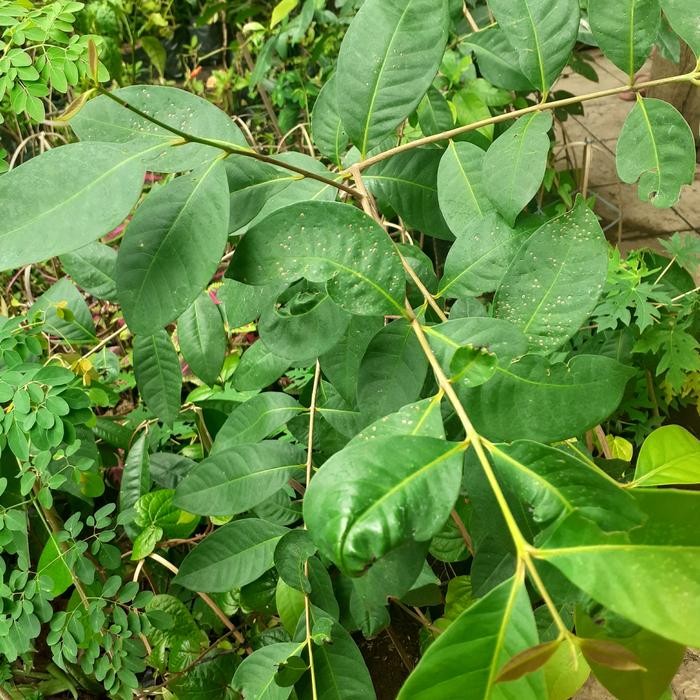 

Tanaman Salam tinggi diatas 1 meter.