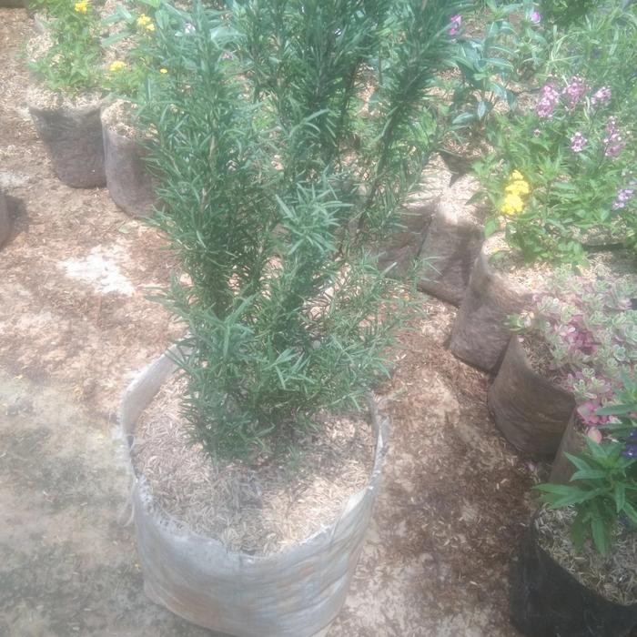 

tanaman hias rosemary (pengusir nyamuk jumbo)