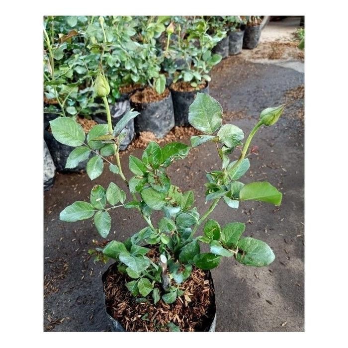 SM- TANAMAN HIAS BUNGA MAWAR LANGKA//GREEN - MAWAR BUNGA HIAS - TANAMAN HIAS HIDUP - TANAMAN HIAS