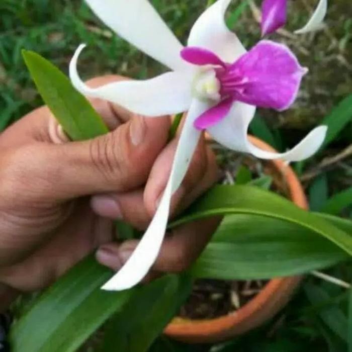 KOMPLIT Seedling Anggrek Dendrobium Mesangnil