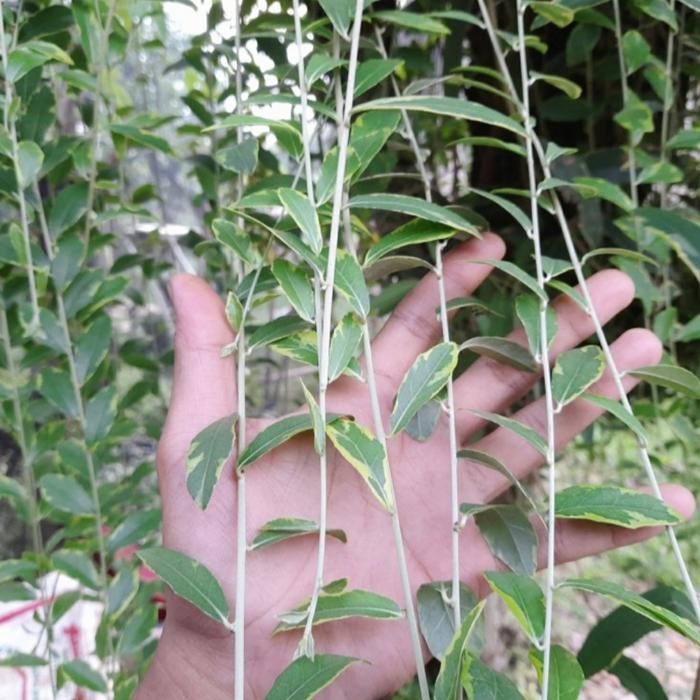 BERGARANSI tanaman hias Lee Kwan yew perbatang - Lee Kwan yew varigata perbatang