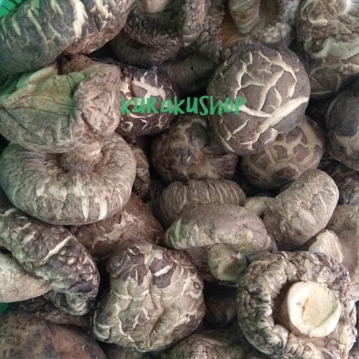 

Pilihan- Jamur Hioko 4-5 Cm