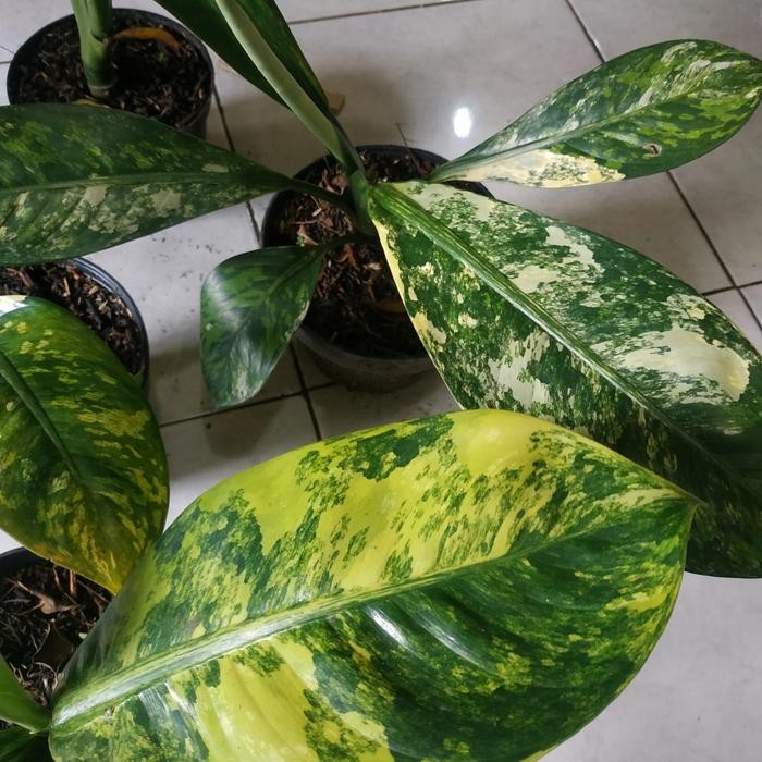 Tanaman hias Aglonema Diven giant variegata