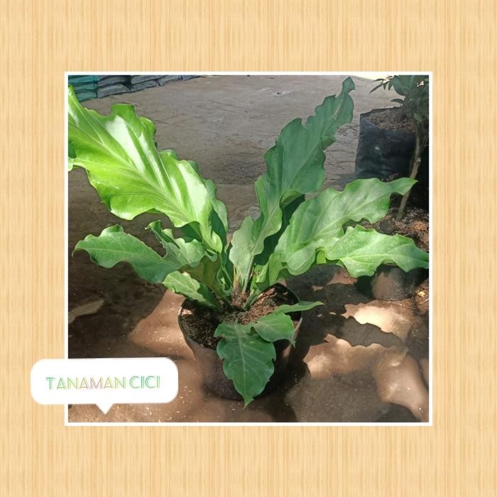 tanaman gelombang cinta besar ready surabaya best seller