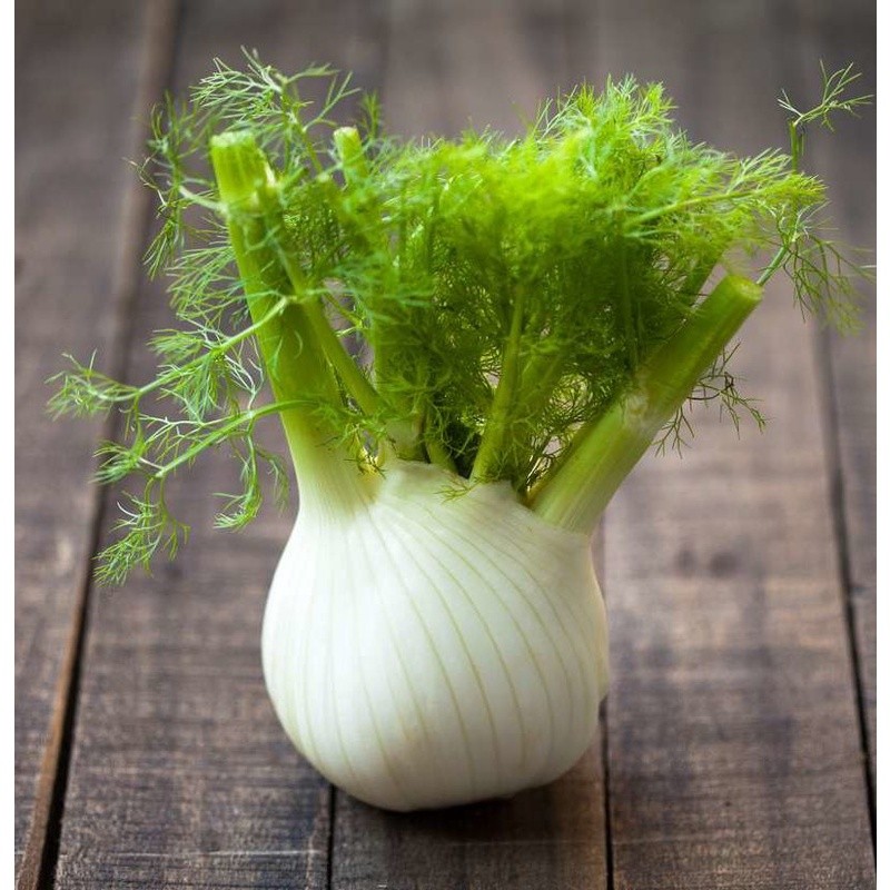 Terlaris - 2500 Bibit Benih Anise Adas Manis