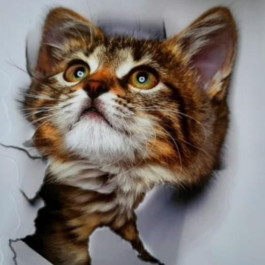 DISKON Stiker gambar kucing lucu stickers dinding bisa di mobil atau motor stiker kucing 3D aksess