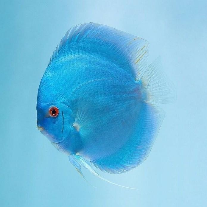 t00e- Discus Blue Diamond / Ikan Discus Biru