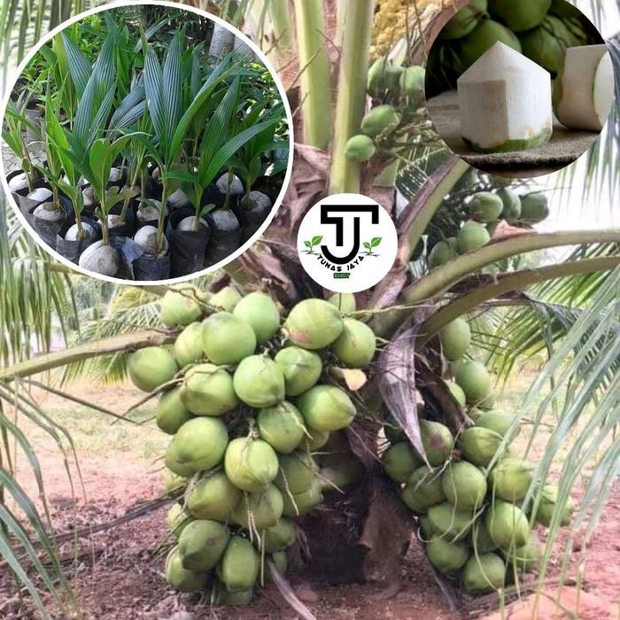 bibit tanaman kelapa pandan wangi genjah