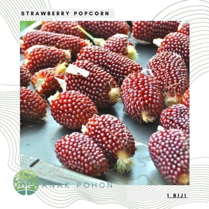 Benih / Bibit / Biji - Strawberry Popcorn Seeds - IMPORT Benih Biji