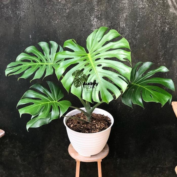 Tanaman hias monstera king - monstera king asli