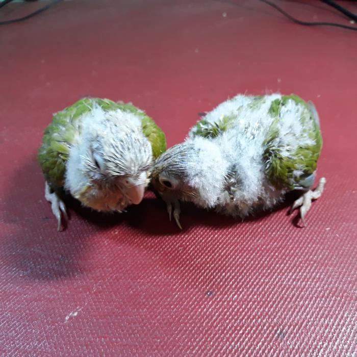 Jayus - Burung Pineapple Conure / Baby Pineapple Conure