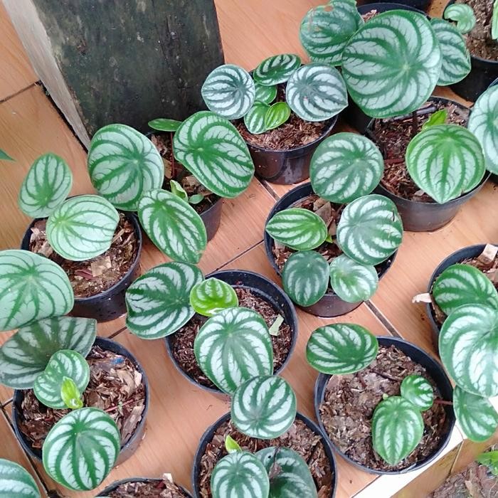 

watermelon peperomia tanaman hias