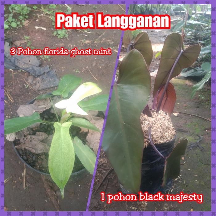 

Paket langganan pohon florida ghost mint dan black majesty
