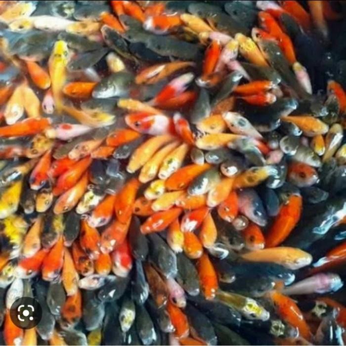 300Ekor Ikan Mas Hidup Pakan Ikan Predator Umpan