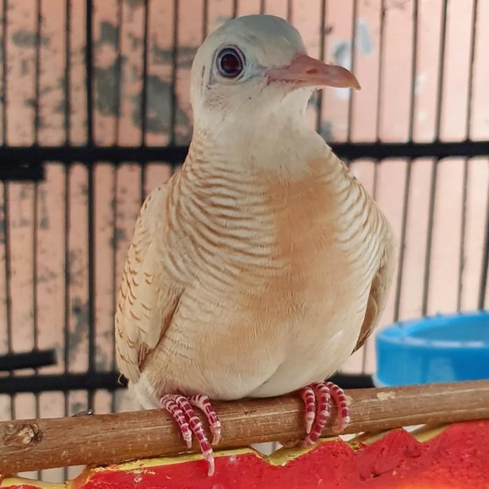 burung perkutut udan mas istimewa