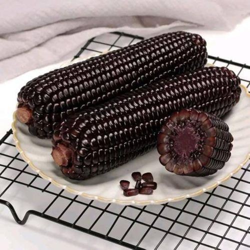 Terlaris - 30 Bibit Benih Jagung Ketan Hitam