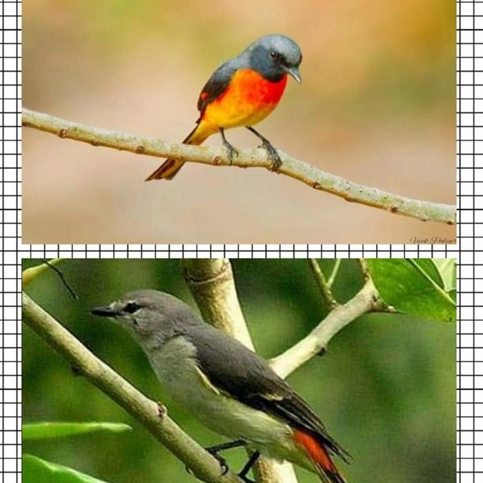 BURUNG MANTENAN SEPASANG JANTAN DAN BETINA