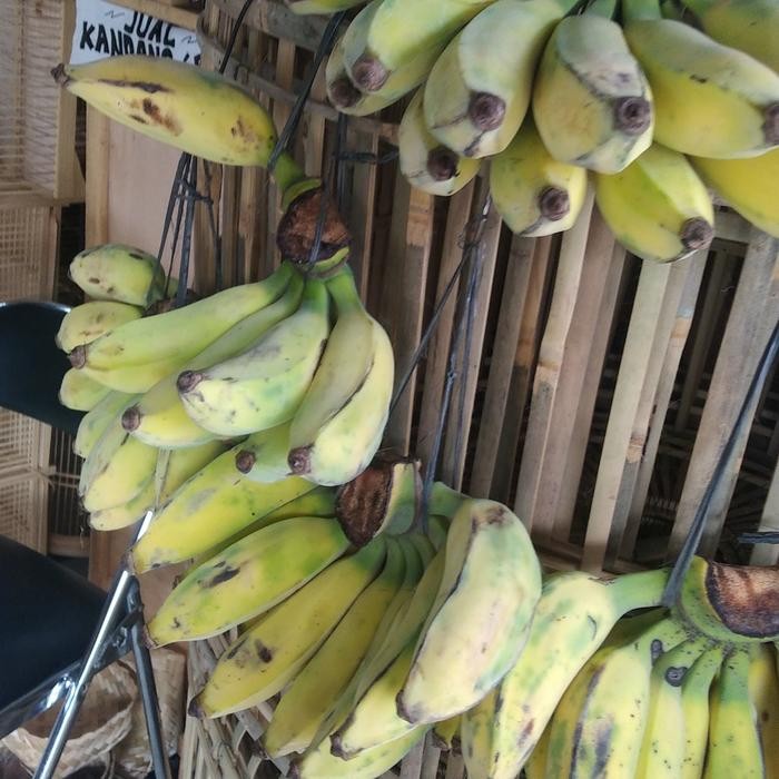 Jangkrik Hidup Pakan Burung Dan Pisang Terbatas
