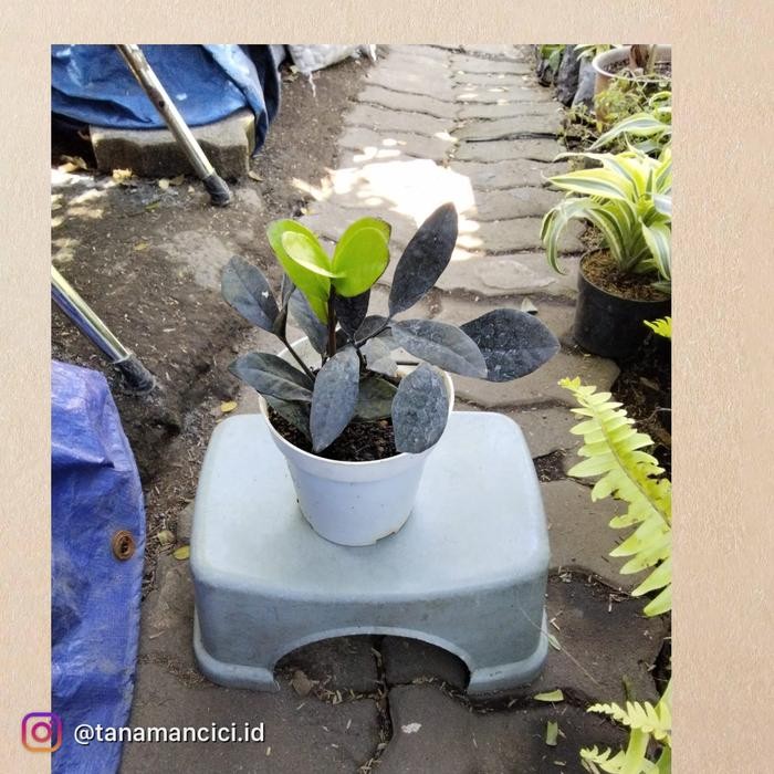 ID TANAMAN ZAMIA BLACK RAVEN ZZ HITAM REAL PICT