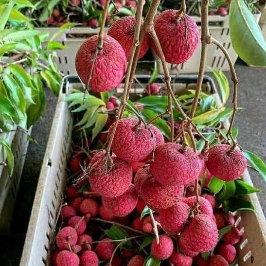 Bibit Leci Merah Madu Seddless Hasil Cangkok Pendek Berbuah Bibit Leci Madu Unggul