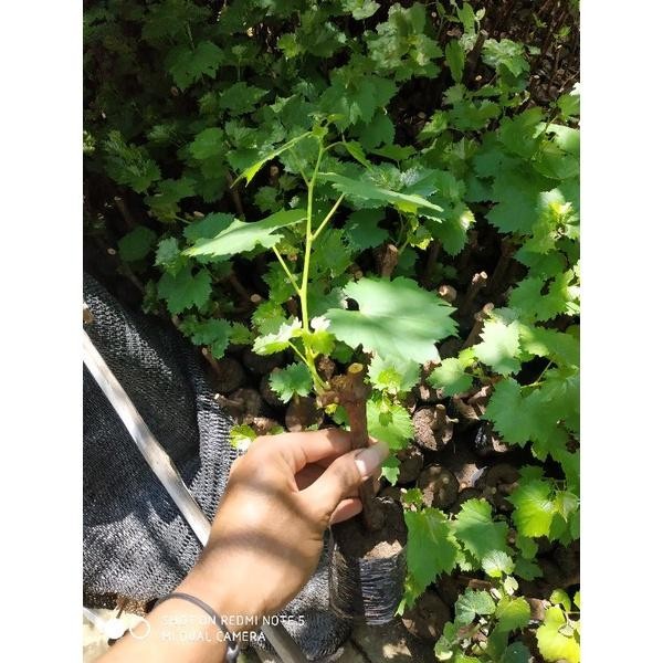 Bibit anggur 1 paket berisi 4 jenis bibit anggur (4 jenis anggur super cepat berbuah)