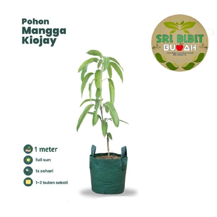 Bibit MANGGA KIOJAY siap berbuah