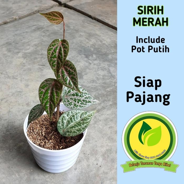 Stok Baru Tanaman Herbal SIRIH MERAH daun sirih merah include Pot Putih