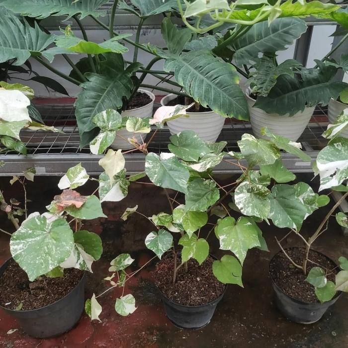 Stok Baru Waru Variegata / Tanaman Waru Variegata