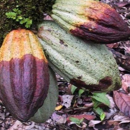 NewsBanget- Fungisida Ridomil Gold Mz 4/64Wg 250 Gr Asli 100% Original Product Obat Pembunuh Jamur