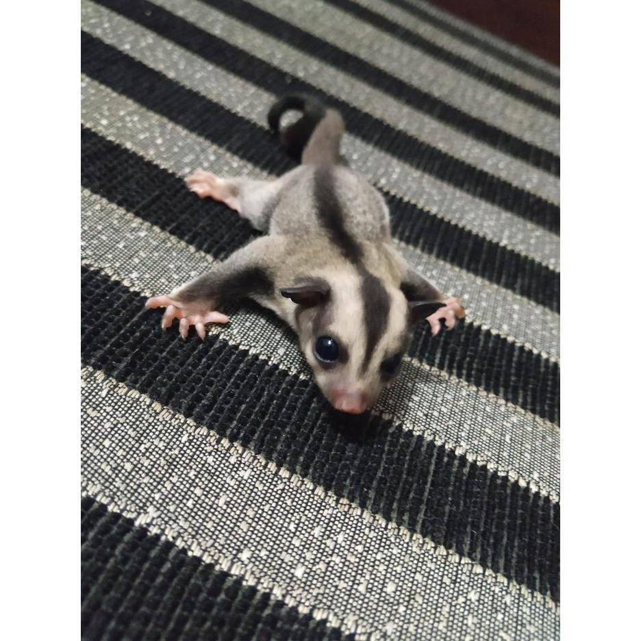Sugar Glider Joey Classic Grey Joey