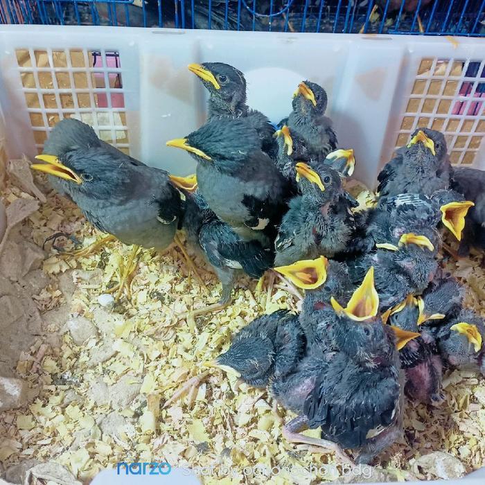 Ready Terlaris Burung Anakan Jalak Kebo Burung Promo Murah