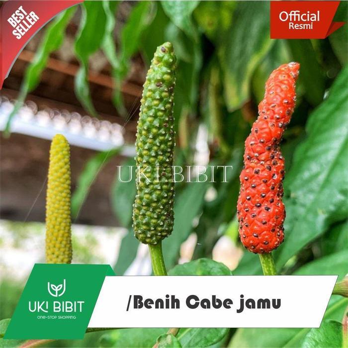 Rupa_Bagus ( 1.000 Butir ) Benih Biji Cabe Jamu Cabe Jawa Cabai Jawa Piper Retrofractum Vahl