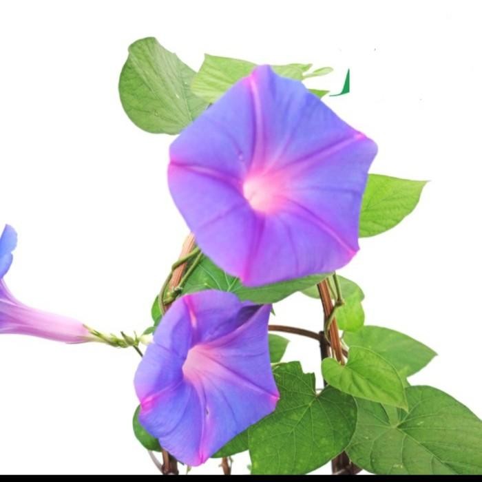 

tanaman hias rambat morning glory promo....