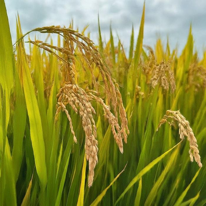 Jlterang Benih Padi Unggul Bersertifikat Inpari 48 Blast Super Seed Kemasan 5 Kg Arumba Tanaman