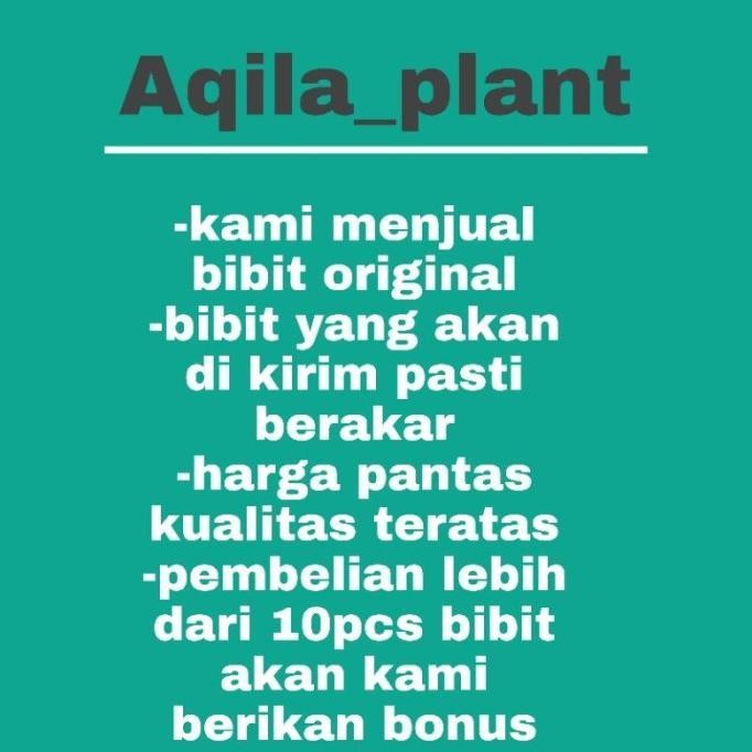 TERLENGKAP PROMO BIBIT ASLI  Bibit Bonggol monstera Marilyn Mint Variegata